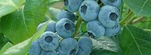 Draper Blueberries Protected by a Plant Patent