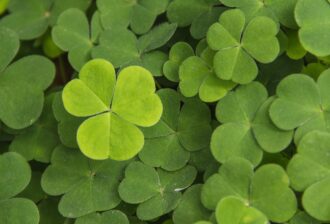 Photo of Shamrocks, a share seen in many U.S. Patents