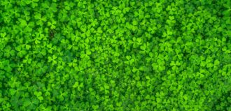 Shamrocks and Patents for St. Patrick's Day